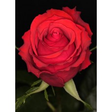 Roses - Red Unique